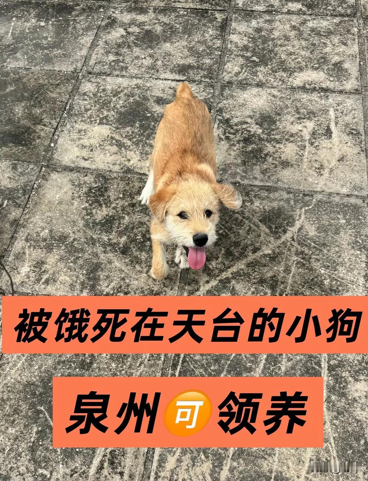 善良的小姐姐顿时心生怜悯，决定收养这只可以的狗狗，她先把它带去宠物医院检查并打了