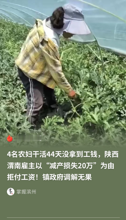 陕西渭南，四名农妇结伴给西瓜地打杈，是一起干活多年的老闺蜜。四个人埋头苦干整整44天，算下来工钱本该
