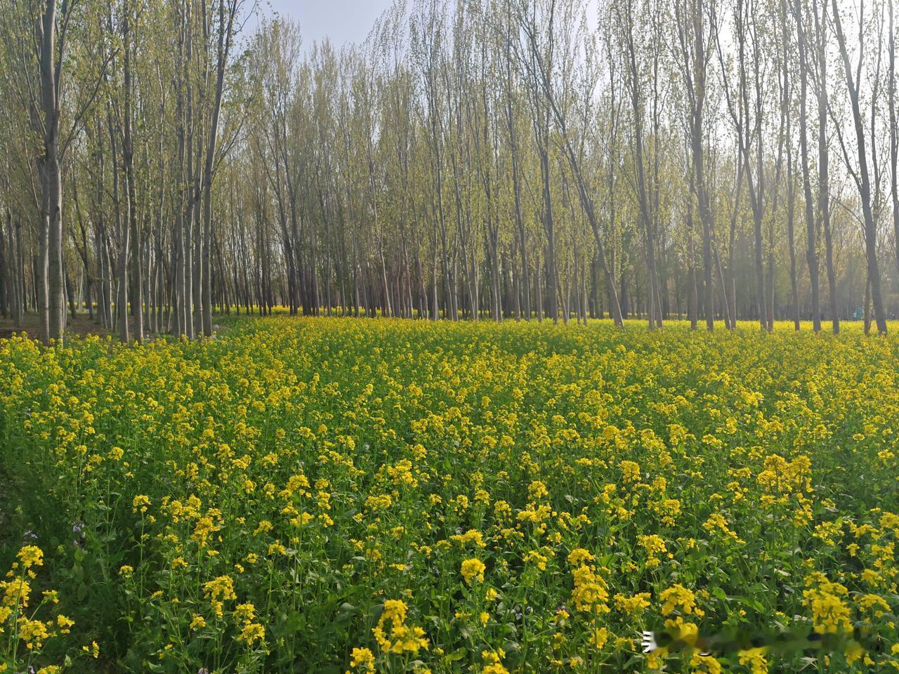 分享一张自然风景的照片，灿烂的不是花，是阳光下的心情。