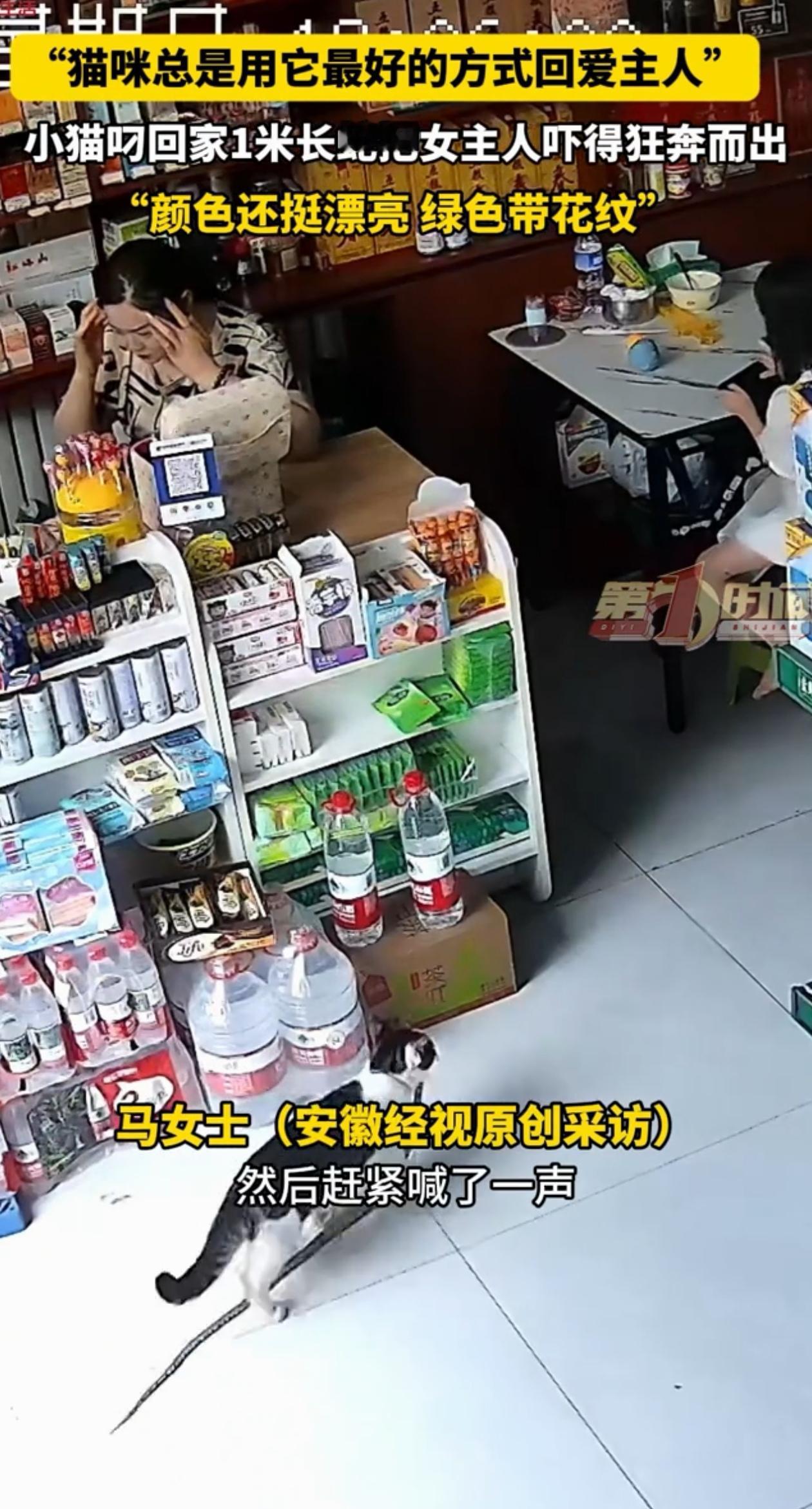 哭笑不得！甘肃陇南，马女士在店里看店，养的猫咪突然叼着一长条东西放在她脚下，马女