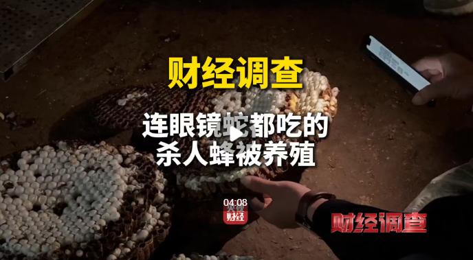 杀人峰泛滥养殖，有人赚的盆满钵满，6666元包教包会！养殖“杀人蜂”已成灰色产业