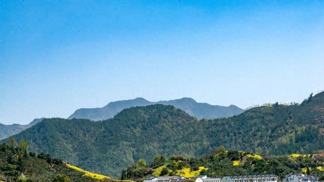 三月徽州, 油菜花海醉游人!