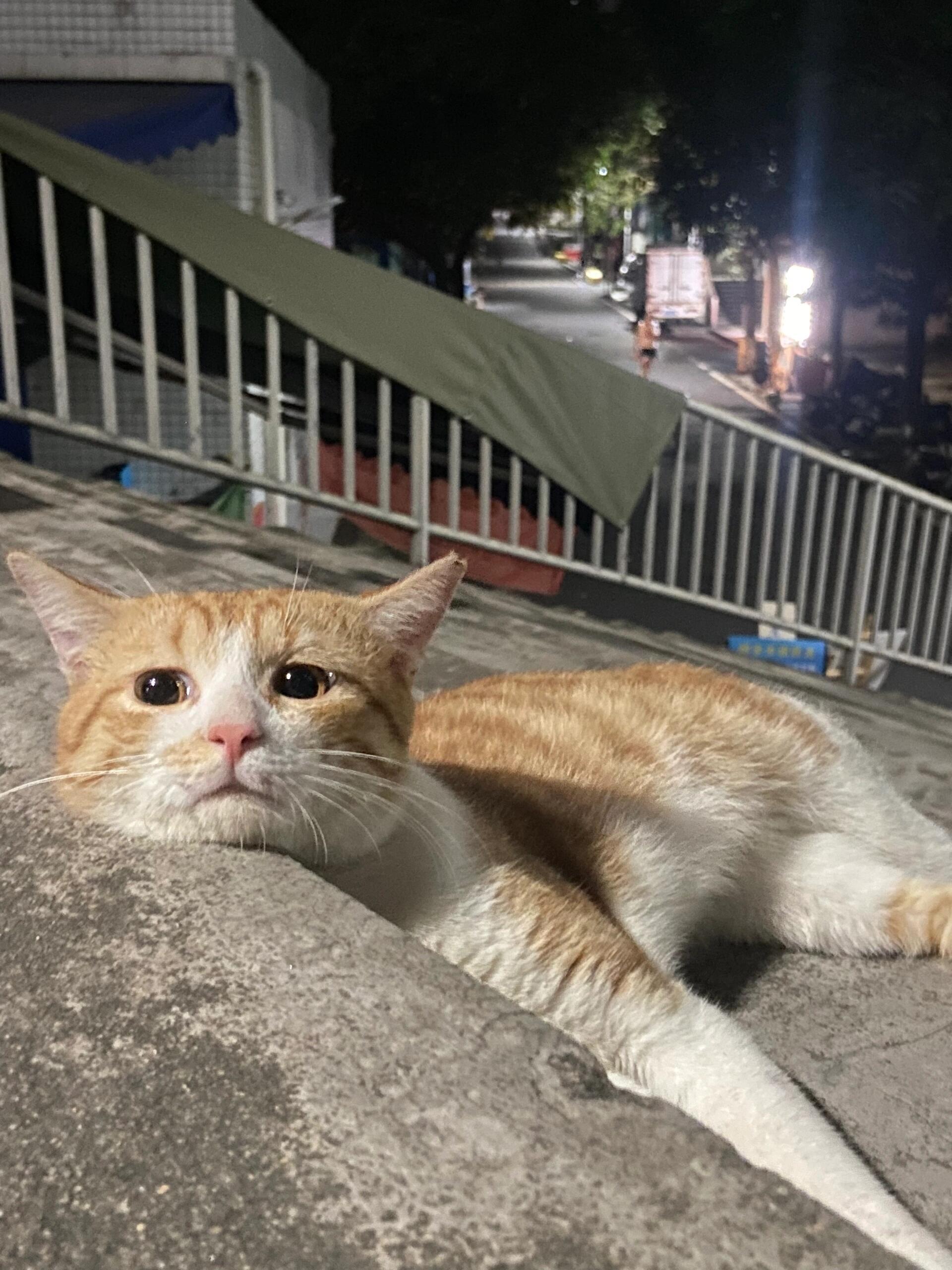 地上怎么有一摊松软委屈的小面包啊！​​​