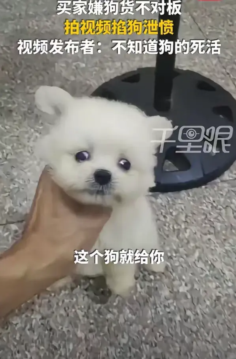 福建一男子，花400元在网上购买茶杯犬。收到狗后，他称这并非自己在视频里挑选的那