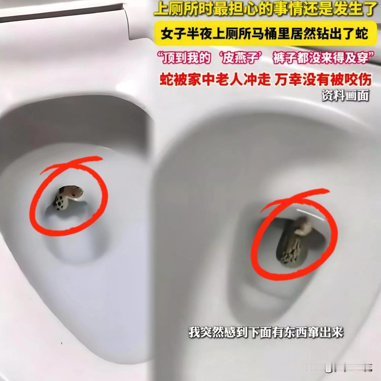 惊悚！！！马桶里面突然冒出个什么东西吓死个人啦江苏周女士马桶遇蛇事件