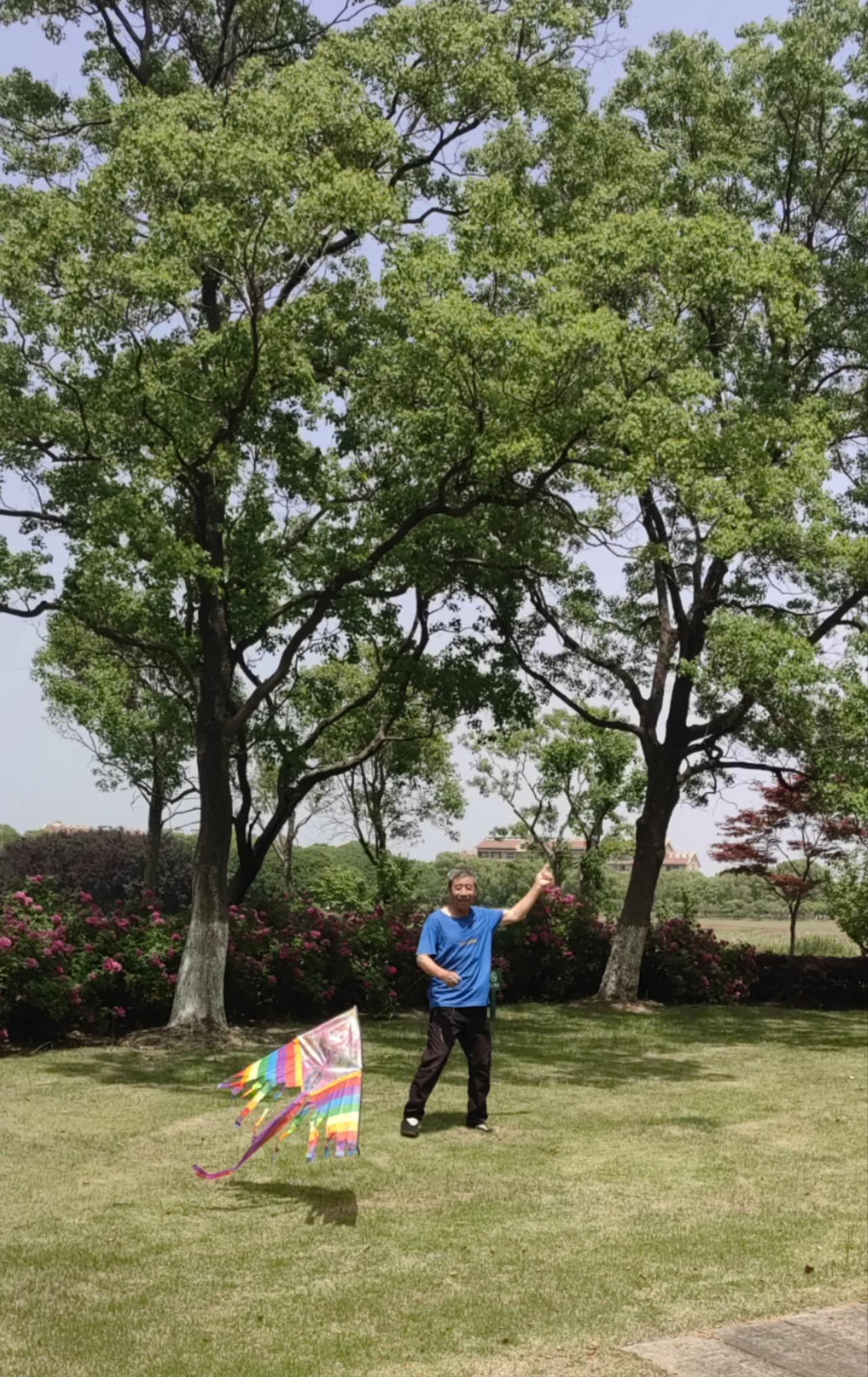 采枇杷，看似悠闲好玩，实则不然。昨日，我俩登梯爬树，穿梭于枝叶间，摘得枇杷28斤