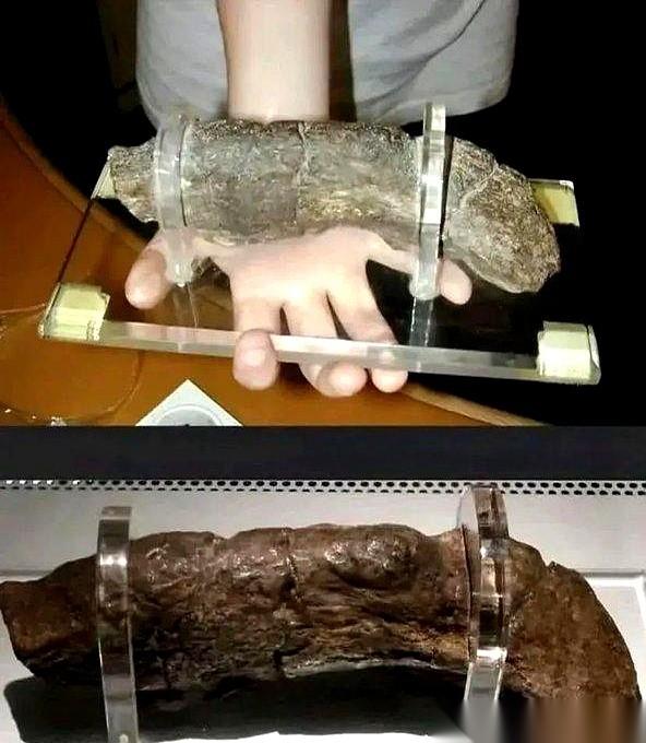 一个维京猛男，留下了一坨20厘米长的……化石。对，你没看错，就是你想的那个东西