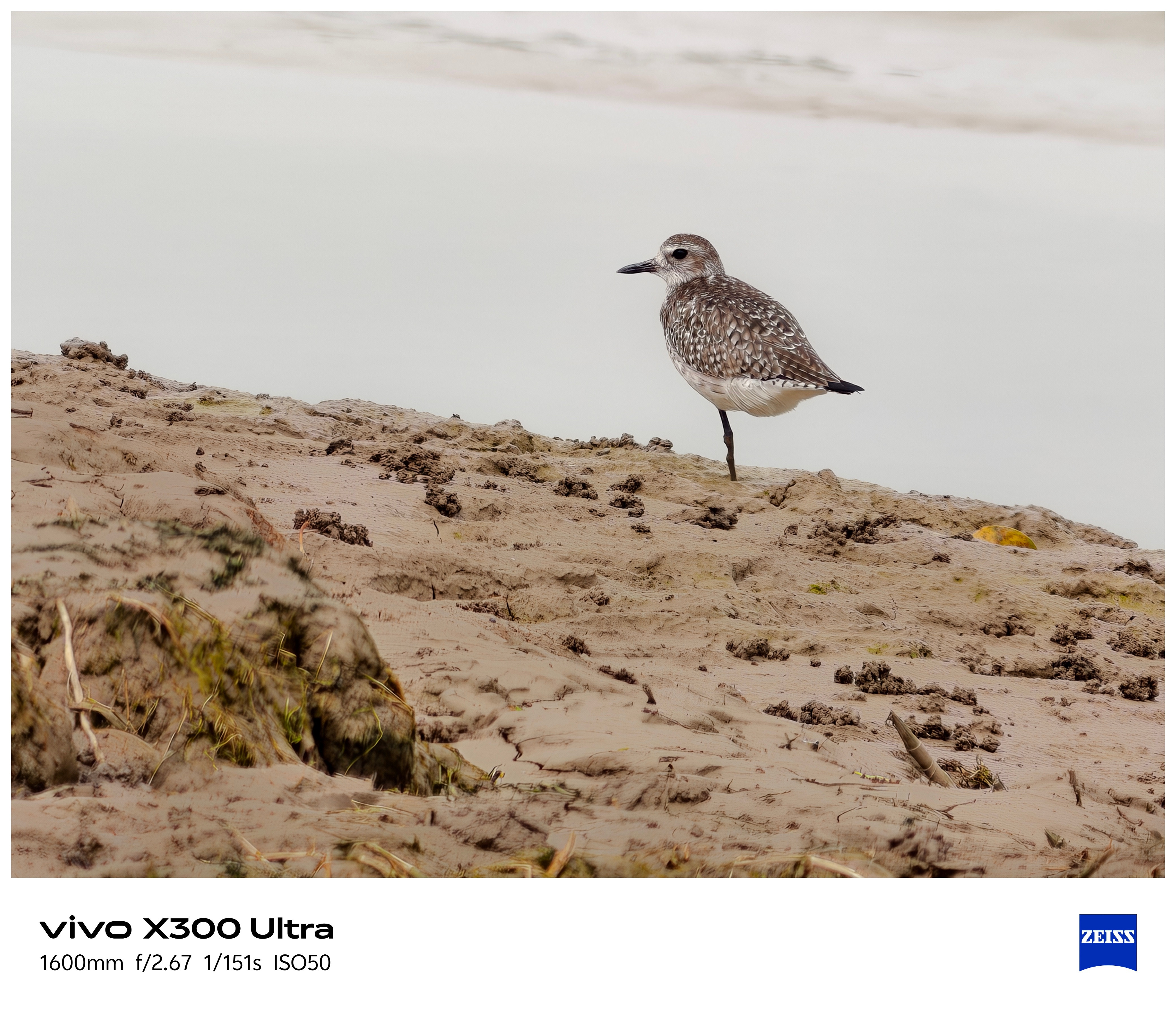 vivo长焦下的鸟类图鉴听说过单反加大炮筒长焦打鸟的，现在手机也可以打鸟了。这次