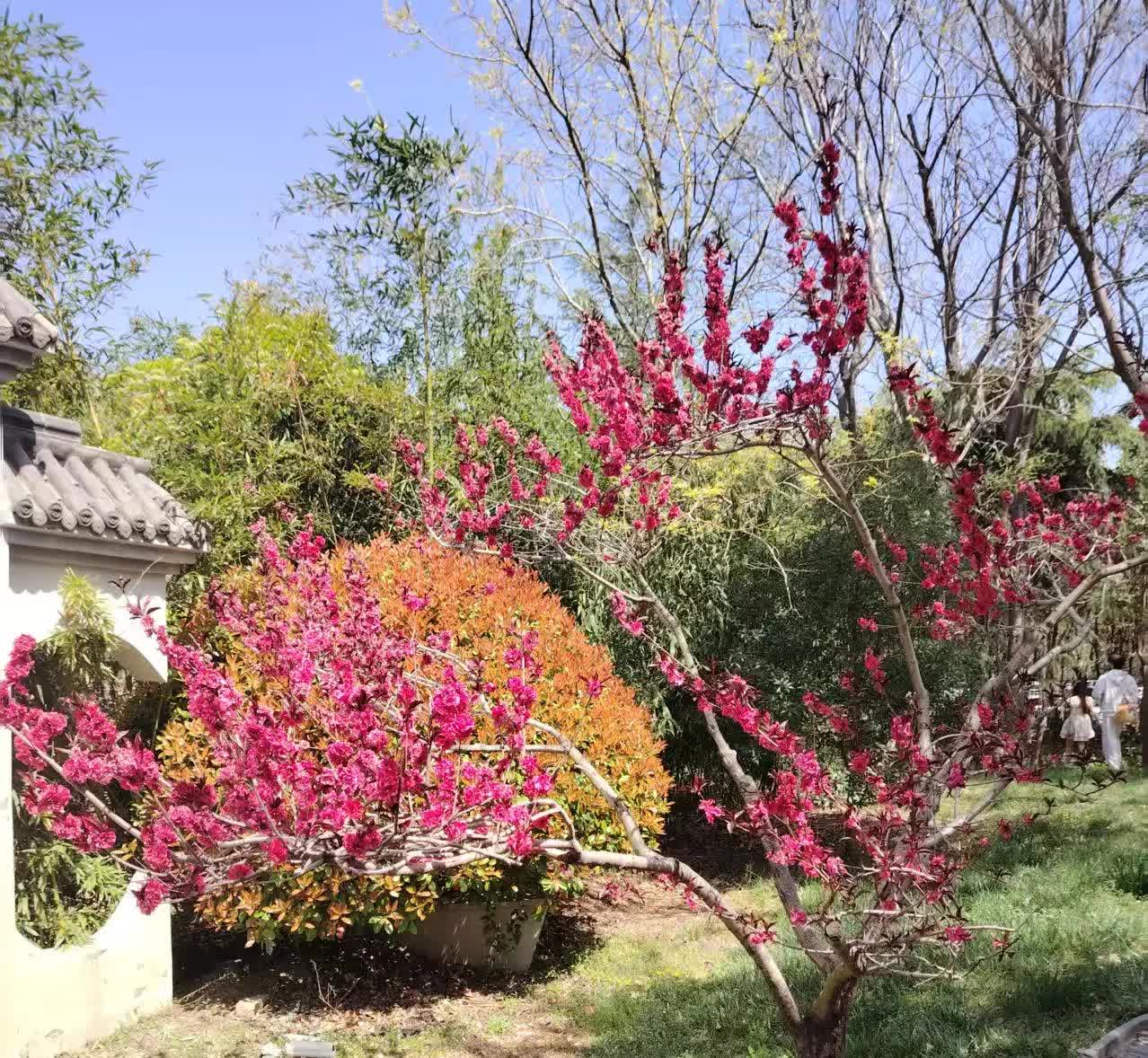 给邻居嫂子家的闺女丽云说了个媒，丽云今年都三十一了，研究生学历，在上海工作，月薪
