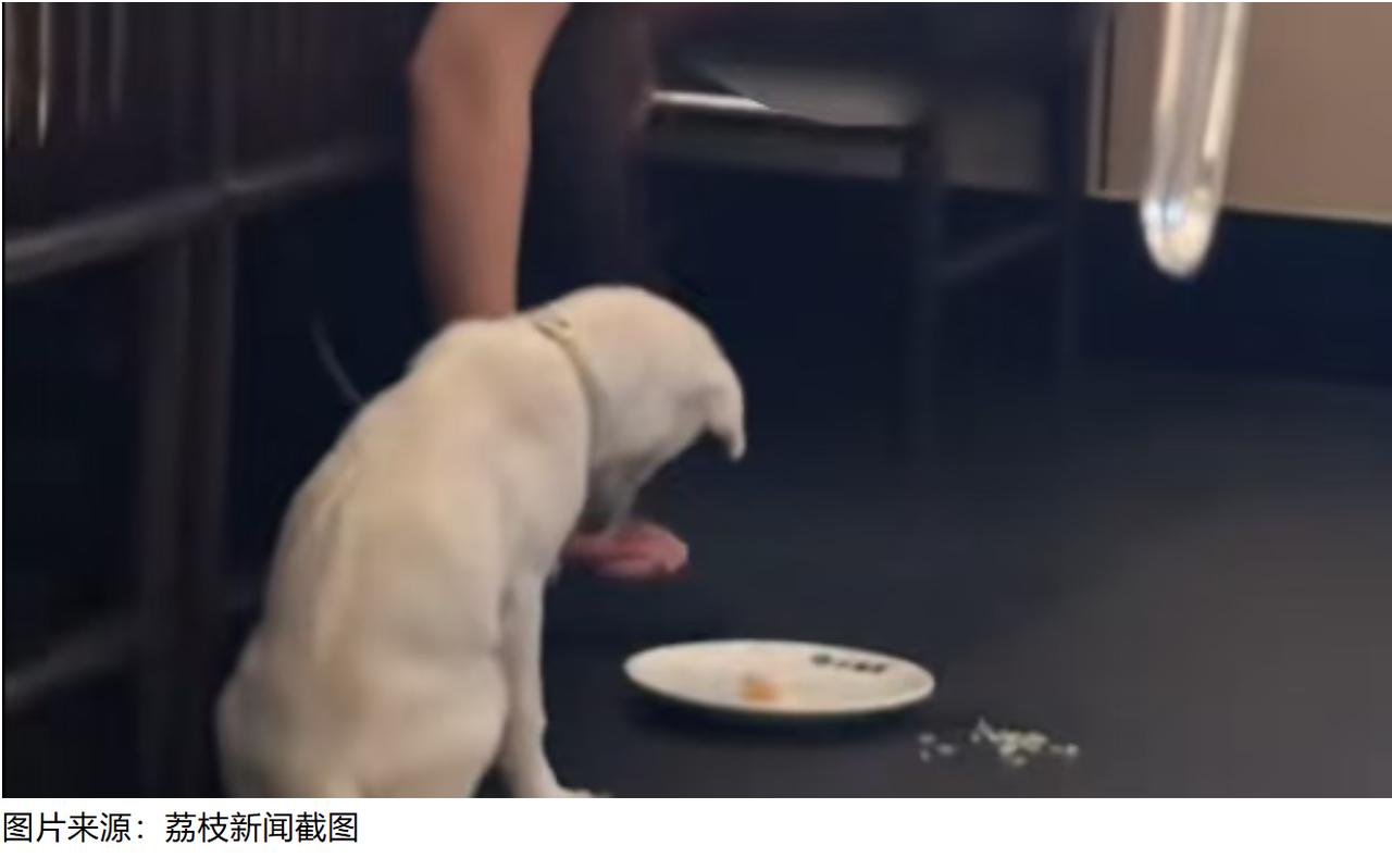 8月10日，湖南长沙岳麓王府井小菜园新徽菜门店，有网友拍到店内一名顾客带着