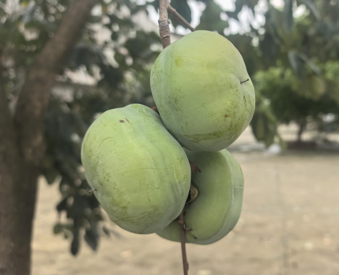 几颗青色的柿子挂在树上，秀色可餐。