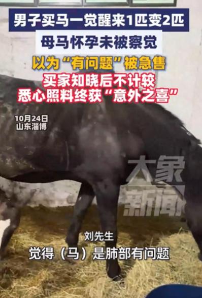 一匹母马“生病”被主人抛弃,男子动了恻隐之心,好心将其买下照料,没想到,这匹马的