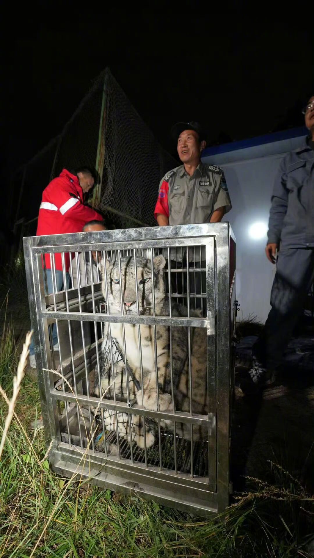 雪豹闹闹已被成功救回#据介绍，9月26日清晨，西宁野生动物园工作人员发现，雪