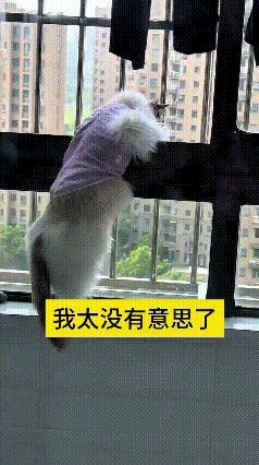 瞅着这只小猫咪，模样看着怪落寞嘞。这两天它正赶上疯狂掉毛，被主人暂时安置在阳台。