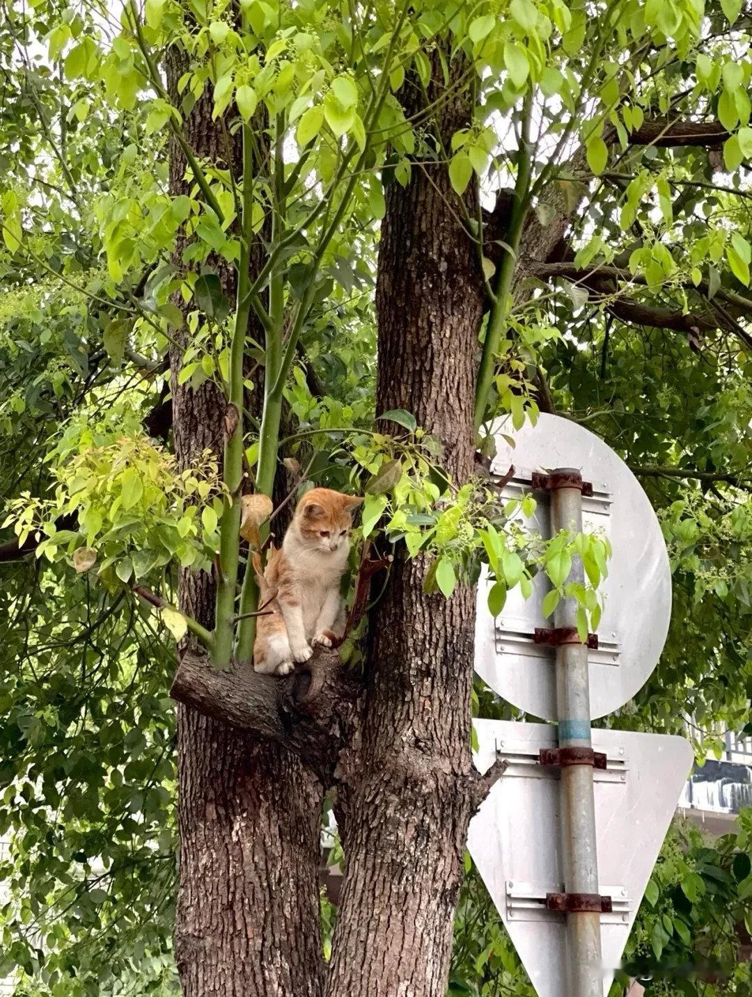 出息了，大橘子带女朋友回家了小橘子好漂亮呀娇滴滴的就是有点害羞，一靠近拍照就跑了