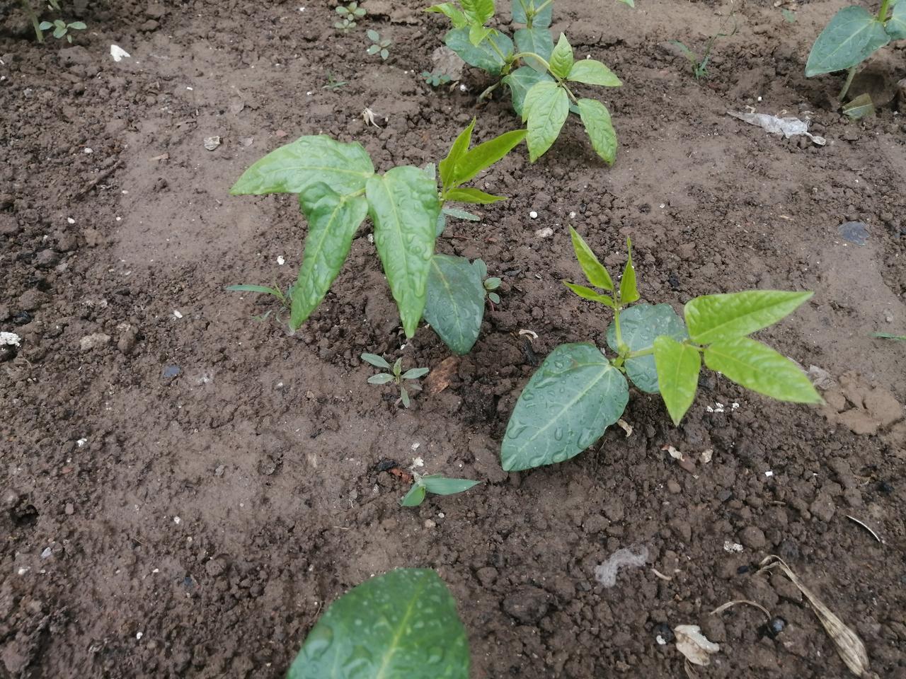 小菜园子豆角每年谷雨前后，都会在自家那片小菜园里种上几垄豆角子，豆角子即豌豆。