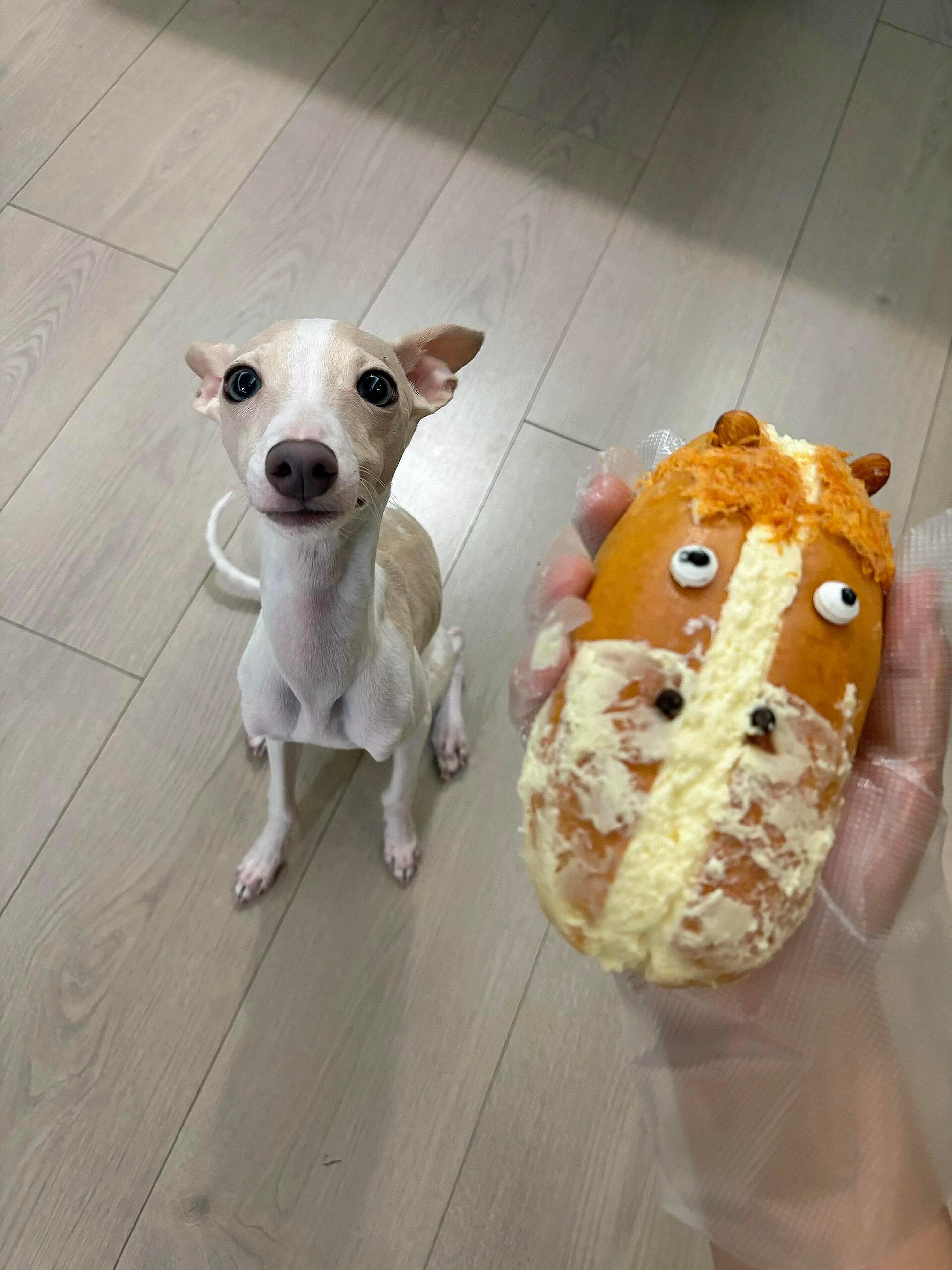 狗子和面包撞脸了