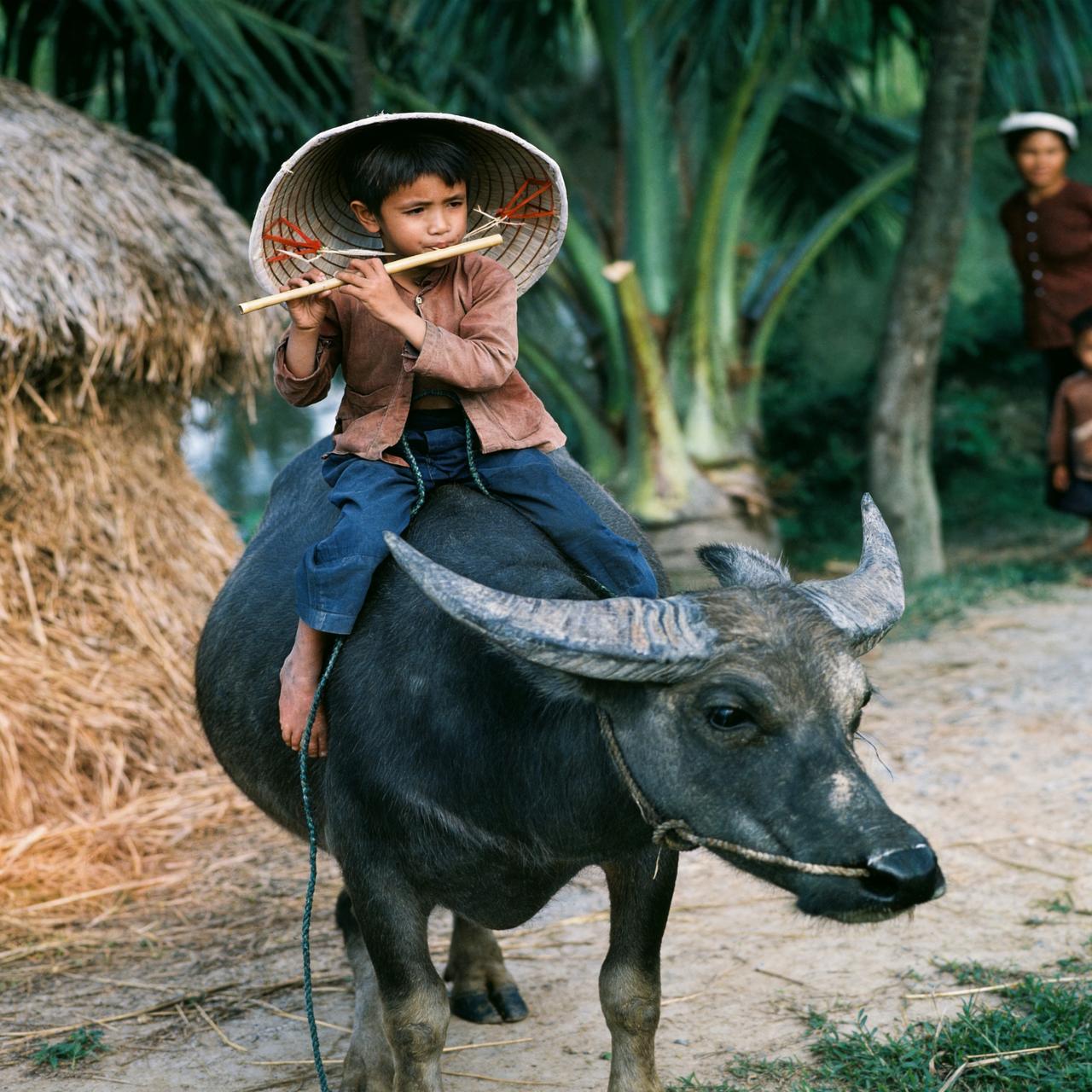 这是1969年越南的一名牧童骑在牛背上吹笛。这头水牛驮着小主人慢慢地前行。牧童戴