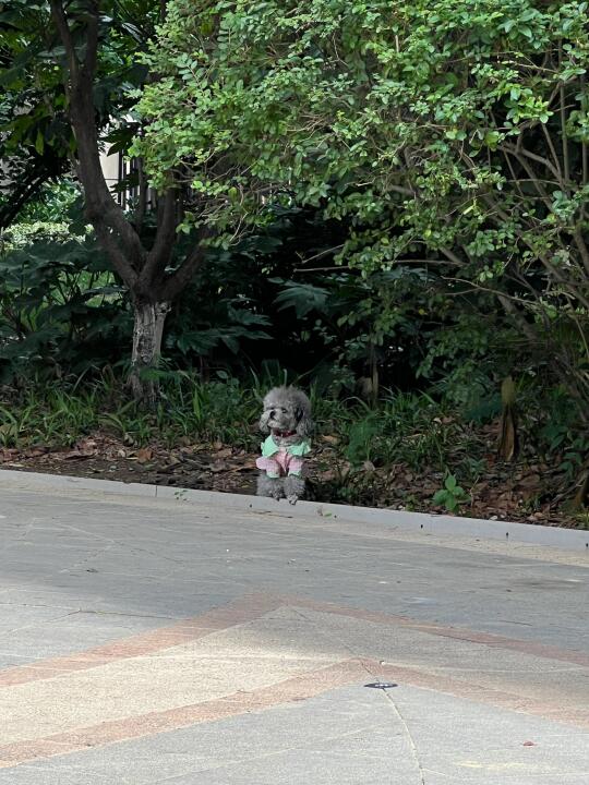 今天在树林里捡到一条狗