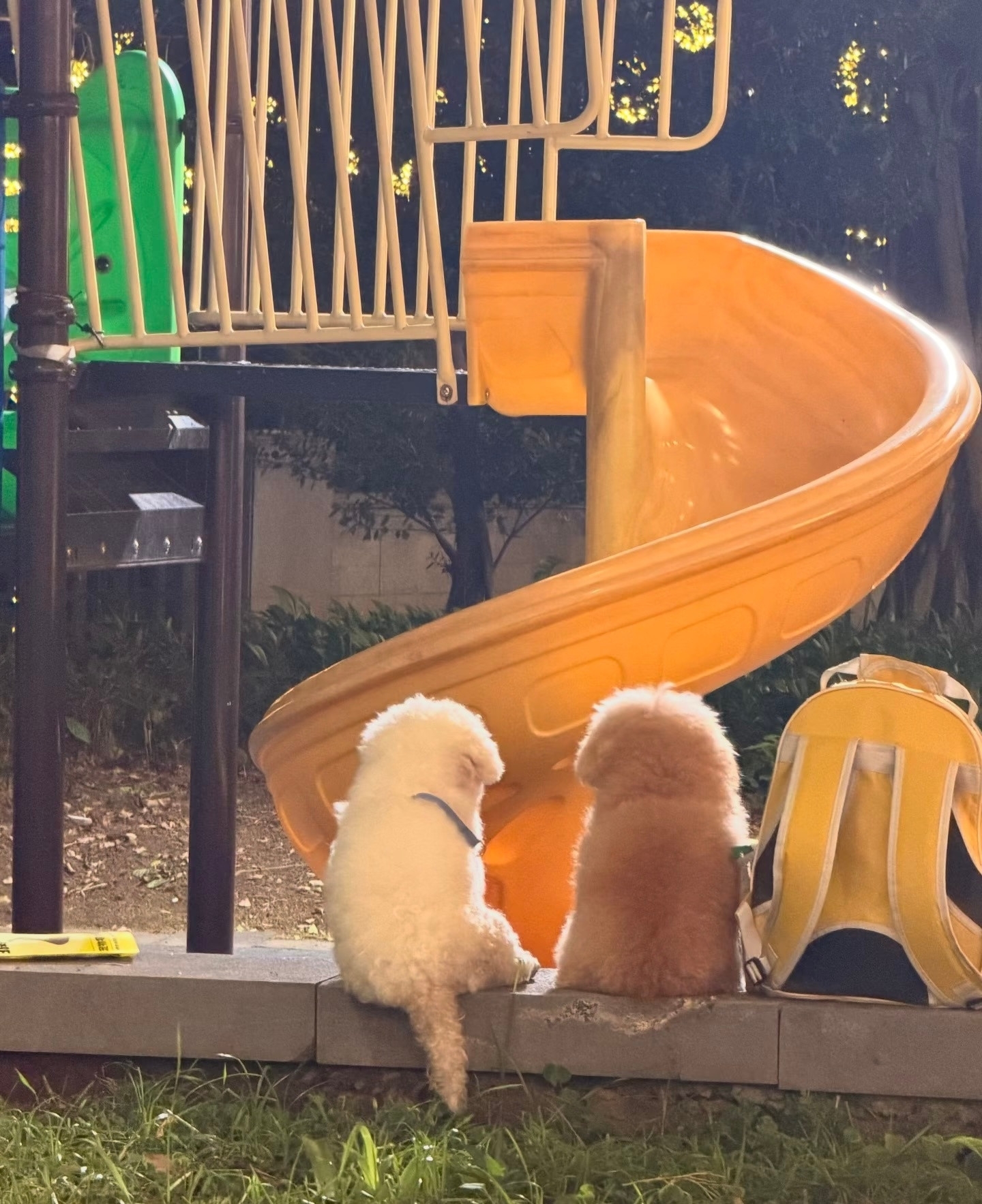 现实版线条小狗