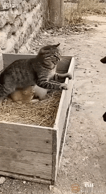 谁看了不心疼！狸花妈妈正给小猫喂奶，一只黄鼠狼居然趁虚而入，专挑猫