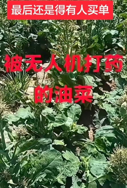 当初那个农业专家信誓旦旦说，无人机免费给油菜花打药，是为了增生增产，是为了预防虫