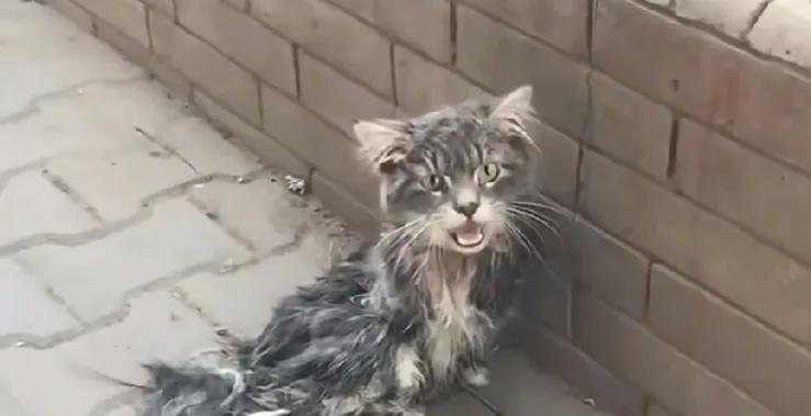 三个多月前，散步的路上看到墙边有一只瘦骨嶙峋浑身脏兮兮的流浪猫，看到我路过冲我喵