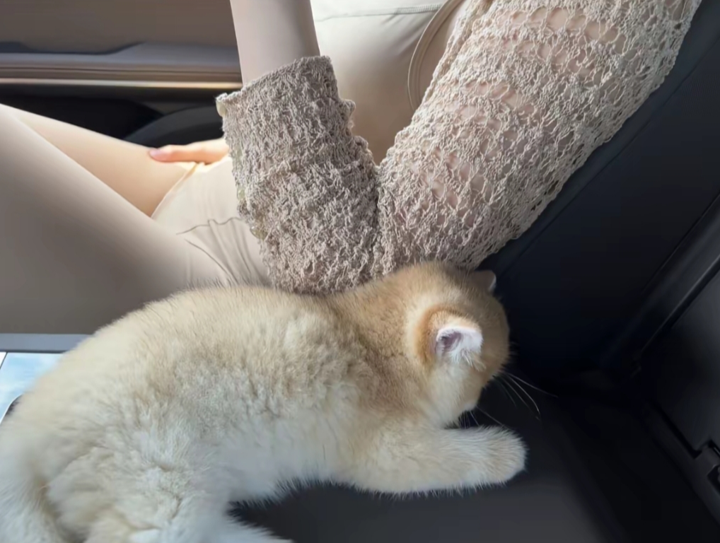 老婆非要买猫，但是掉毛怎么办？
