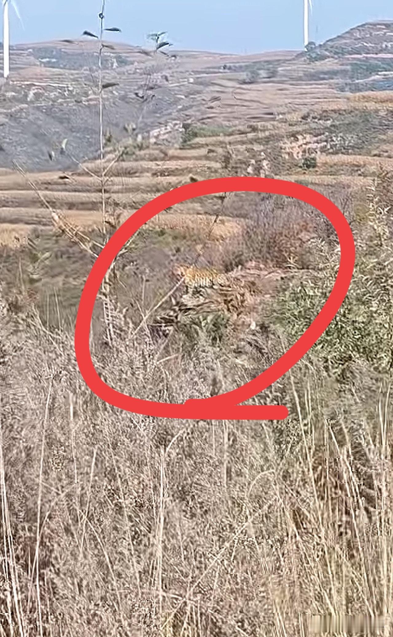 网友在河北太行山一带疑似发现花豹准确信息还待官方通报