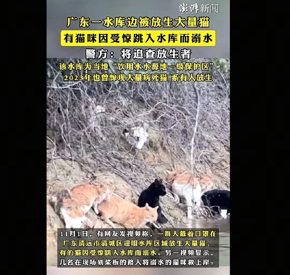 这样的放生让人难以理解！组织放生的这些人是什么目的，这些猫是哪里来的，为什么要收