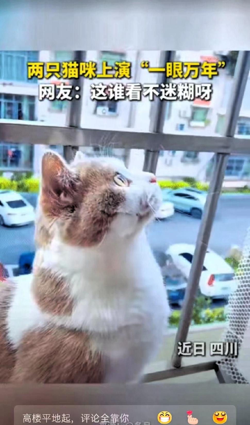 四川，一女子发现自家猫咪抬着头，呆呆地坐在窗台上，好像在看什么，出于好奇，主人顺