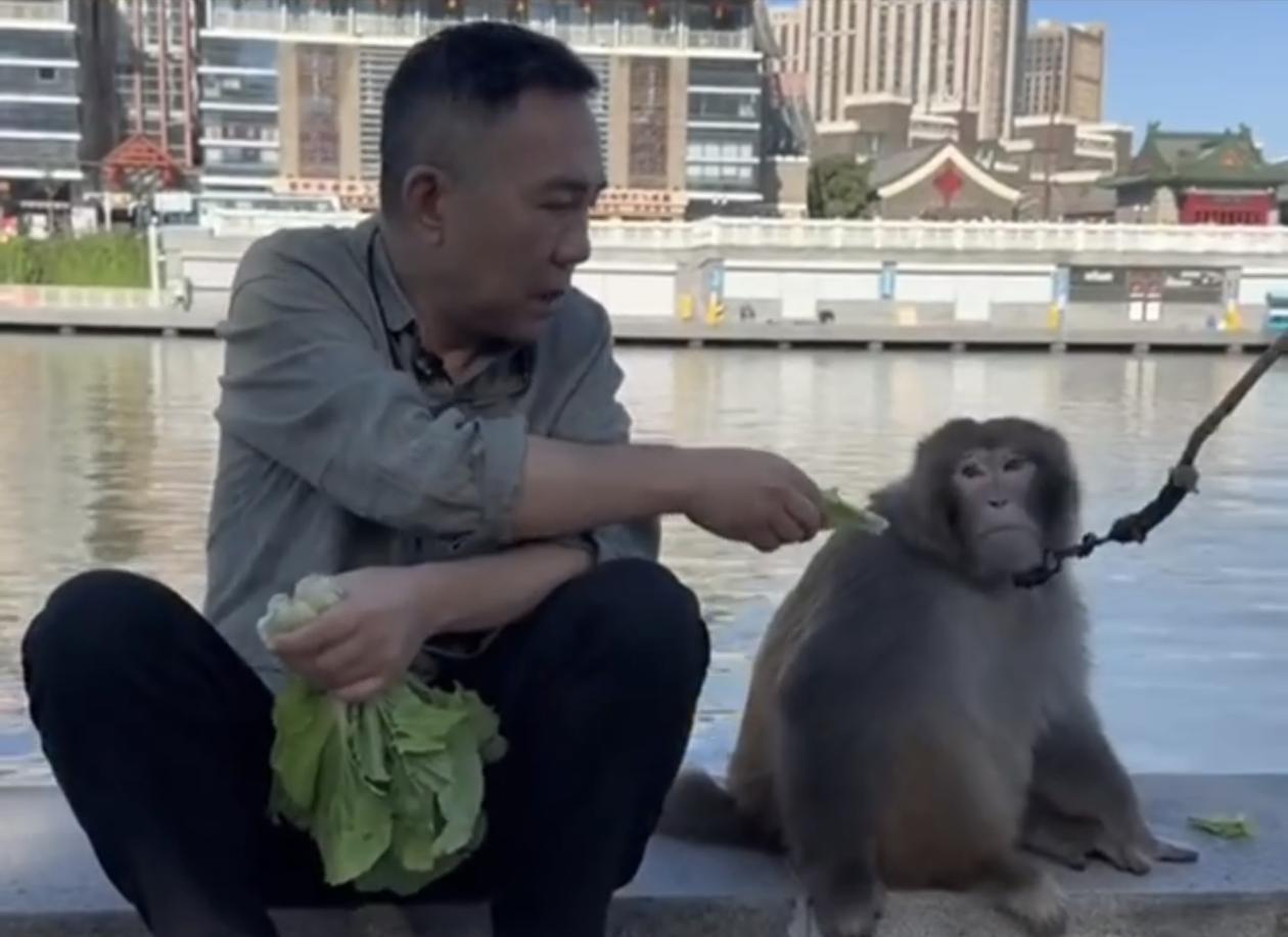 相声圈最狠的惩罚，不是封杀，是沉默。杨议的新视频播放破了百万。评论区吵成一片