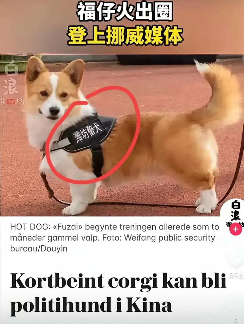 一只来自山东淮坊的柯基警犬福仔，火遍全国，并且被挪威，韩国许多国际媒体报道！真是