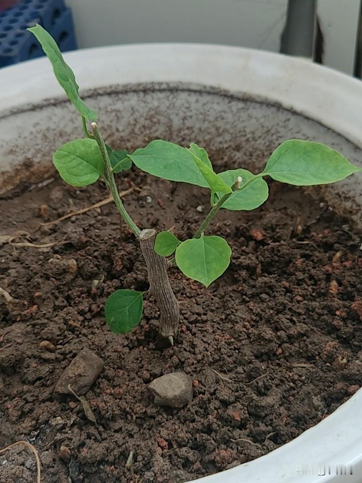 刚刚移栽的三角梅，一共栽了两棵，属于是漳红英品种。小苗是自己从三角梅老树上剪