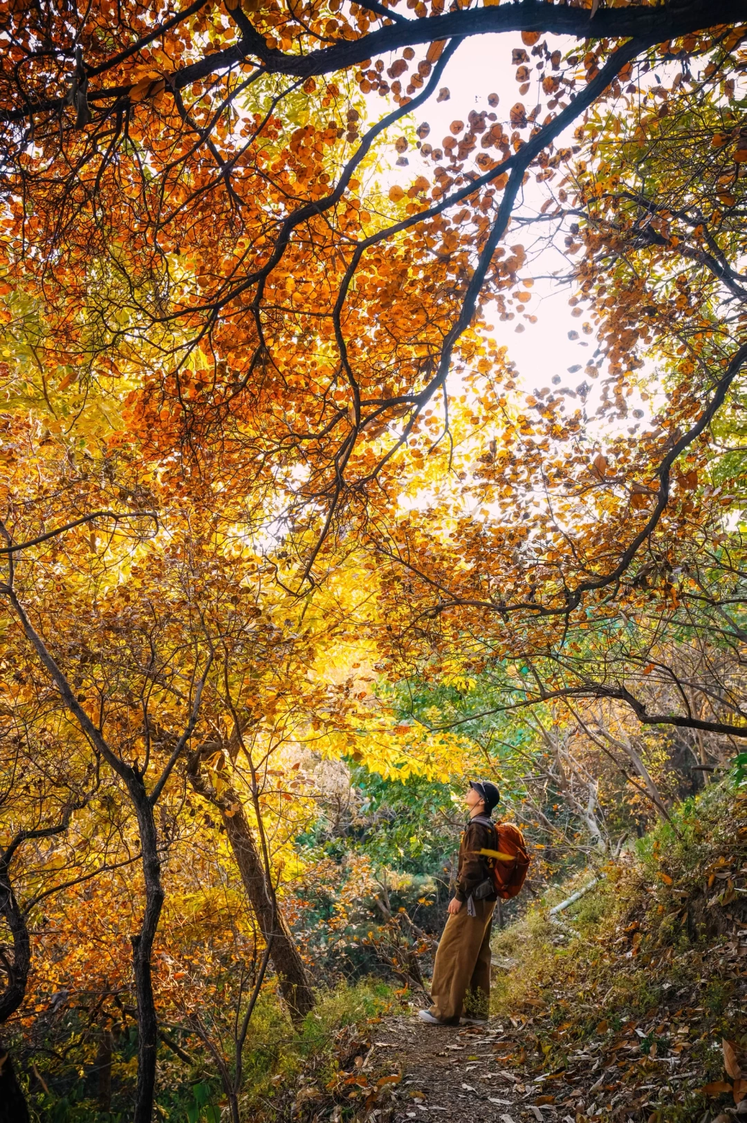 周末不挤香山！北京秋色🍁我更推荐百望山