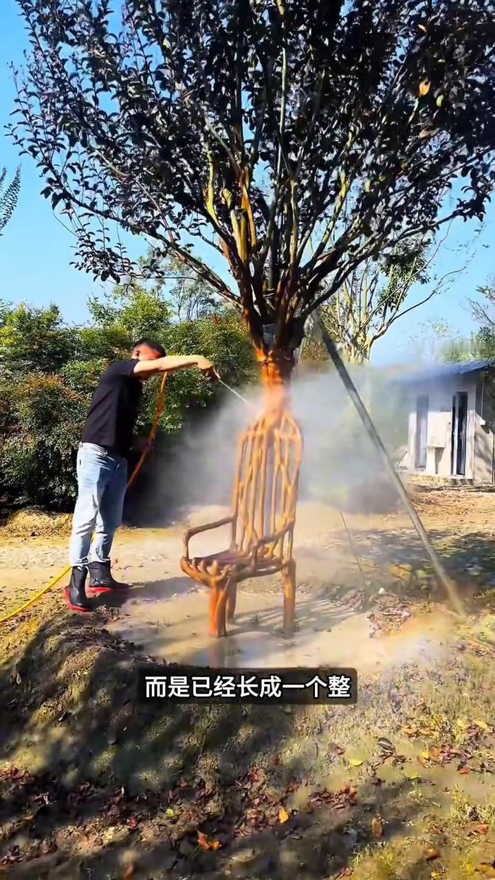 种树堪如造物。这才是中国农业真正厉害的地方。你看到的这些树其实并不是自然长成这