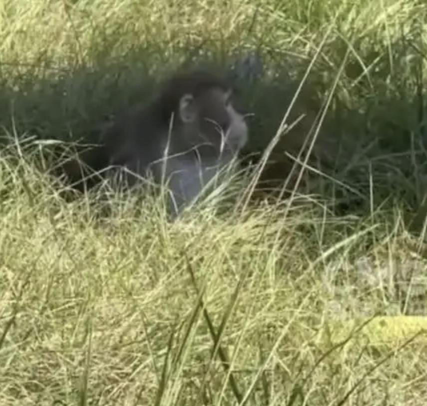 美国实验室的猴子跑了,会不会引发新一轮的全球性的传染性疾病?这种猜测,一点都