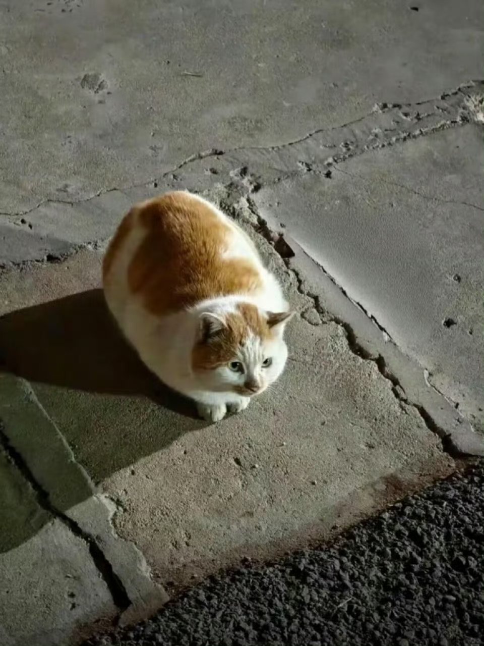 小区的流浪猫被养成球了​​​