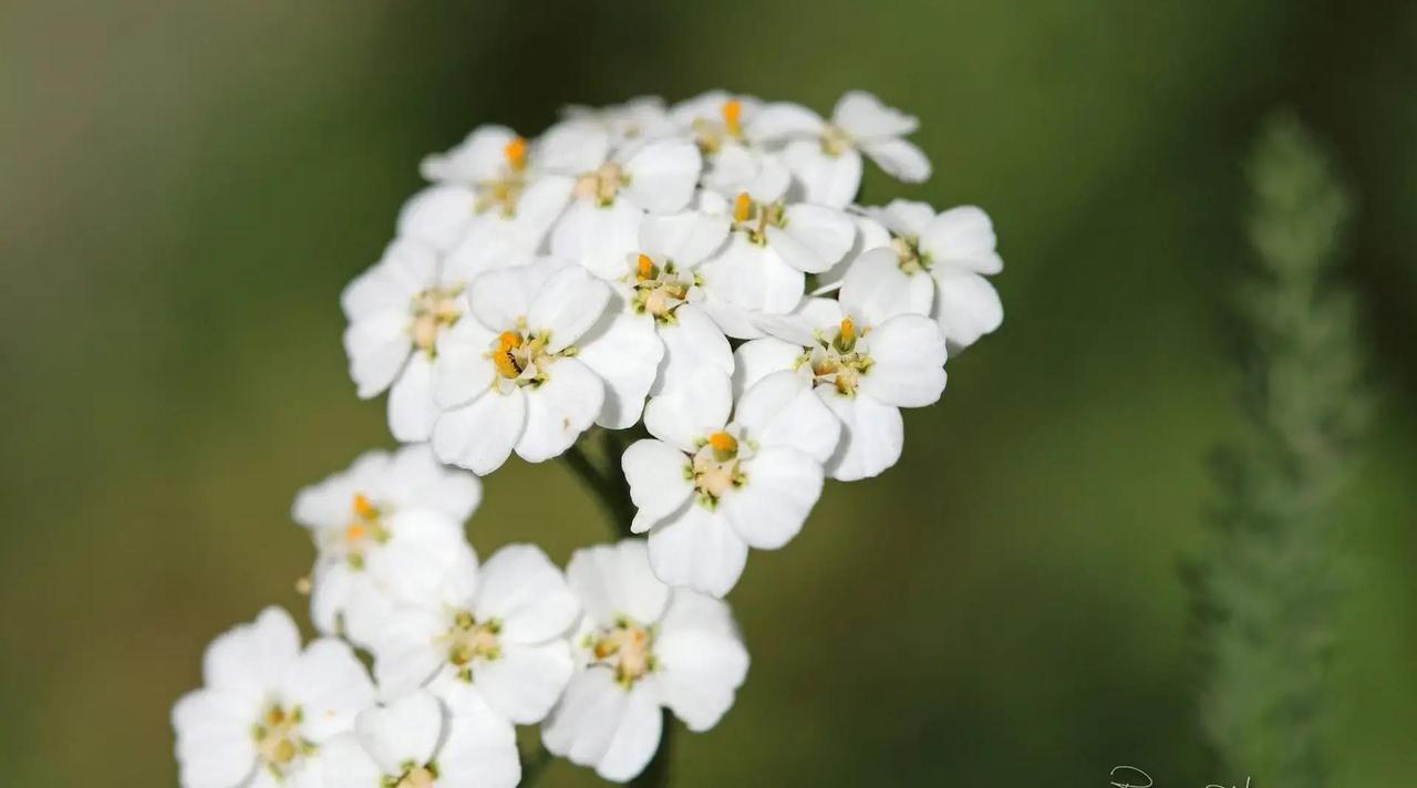 属猪的朋友们，最近这段时间心情特别好，跟心爱的人总觉得特别合拍，日子过得甜滋滋的