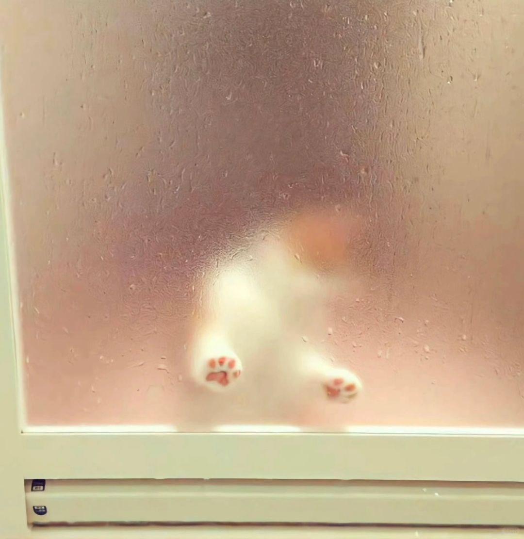 浴室长出小猫~🐾