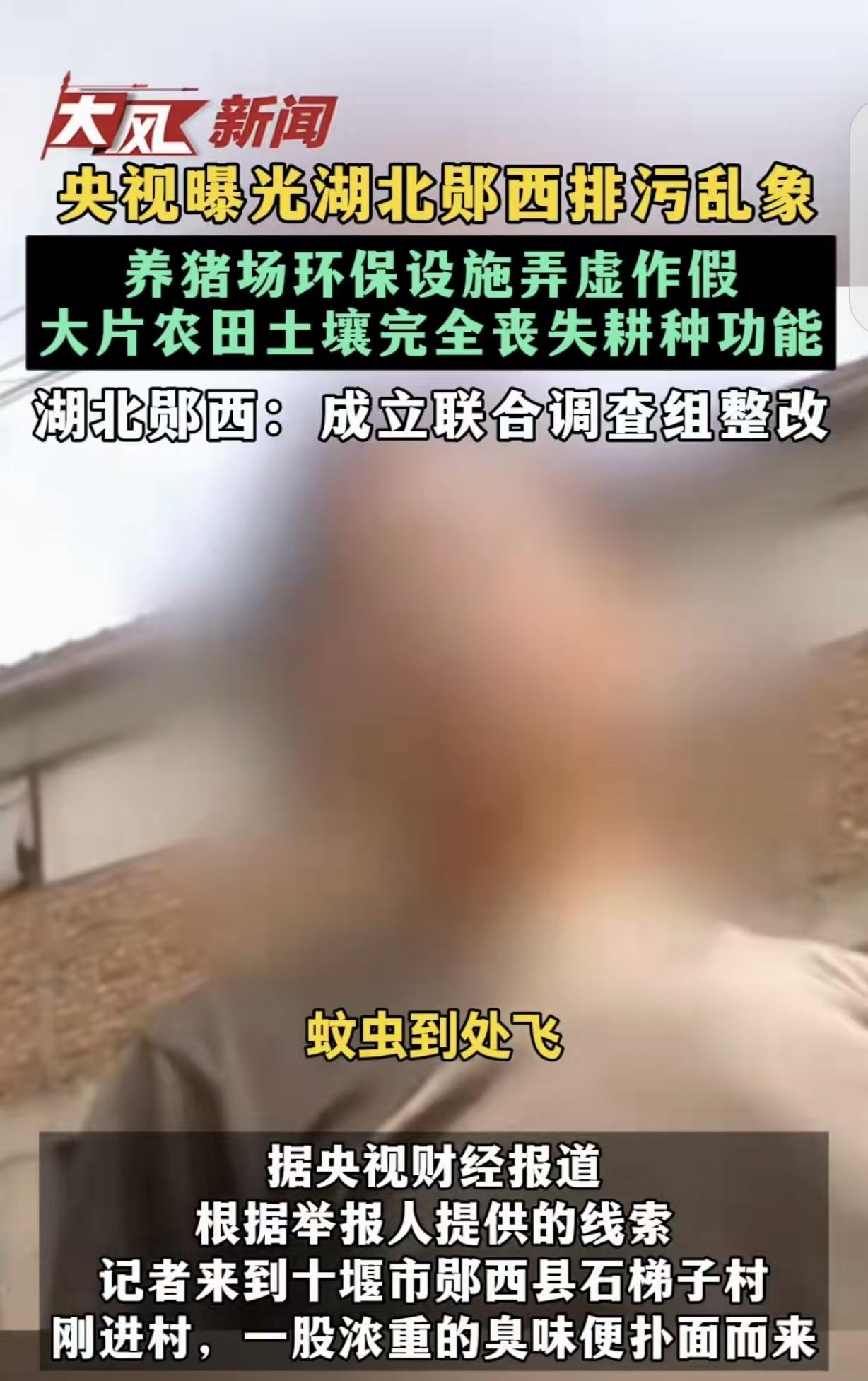 “火到央视了！”湖北，一男村民举报，村里的养猪场，环保设施弄虚作假，排污导致大片