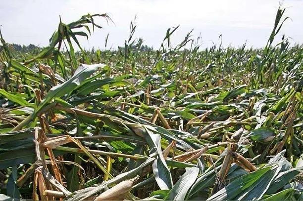 太可怕，这些极不抗倒倒伏的玉米种子，不知又要销往何处？更不知道又要有多少种地