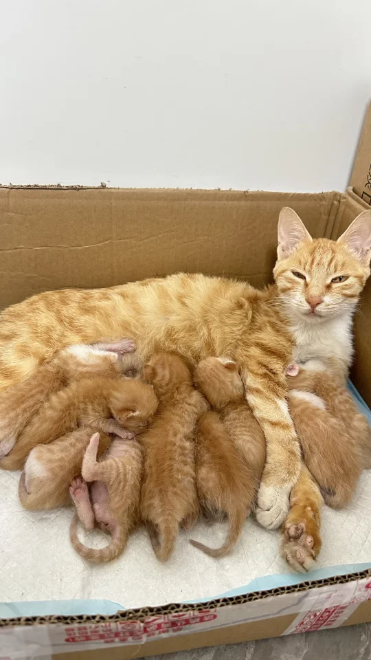 伟大的猫妈妈 生了九个橘崽子（被遗弃）