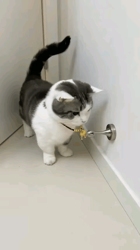 猫咪：怎么回事……妈妈说给我买的是金锁啊🥺