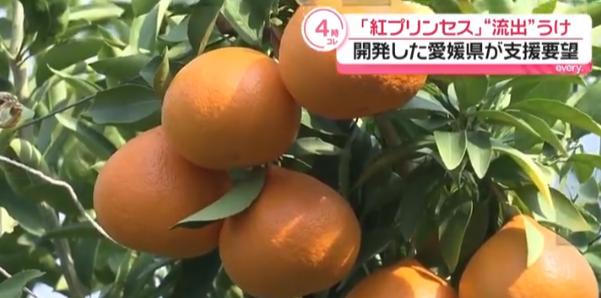 日本要中方停止栽培新柑橘，认为种子被走私出境，将赴华收集所有证据！一颗柑橘，