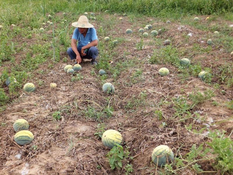 为啥苹果长树上，西瓜长田里呢？这得从繁衍说起。苹果是落叶乔木，栽培的高3-5