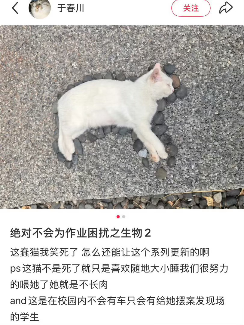 绝对不会为作业困扰之生物
