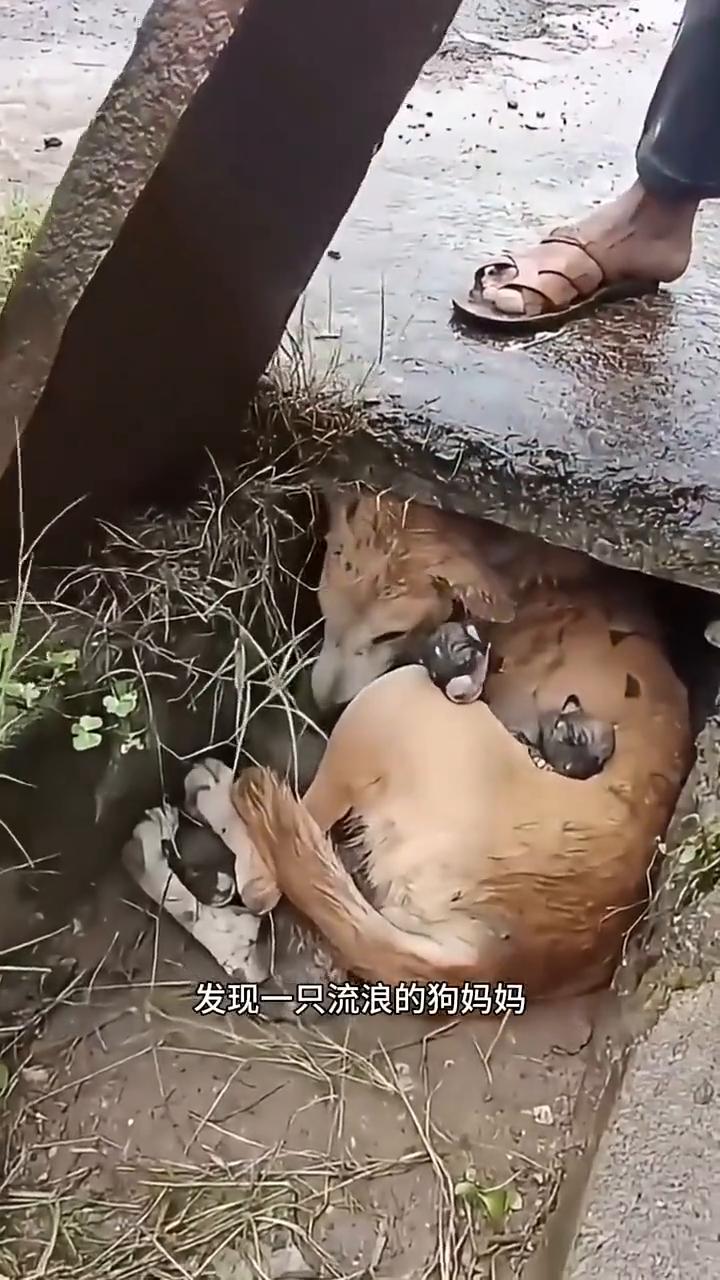 救助流浪的狗妈妈。发现一只流浪的狗妈妈带着它的幼崽在下水道口，朋友贴心的打开下