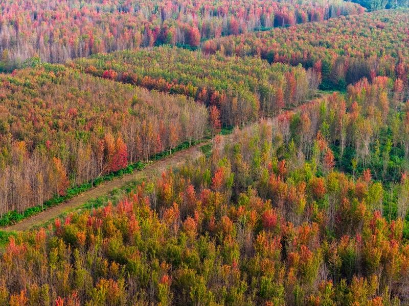 合肥的秋天美成了一幅画，现在秋拍正当时，赶紧来拍照！肥西县官亭镇的红枫林，树叶