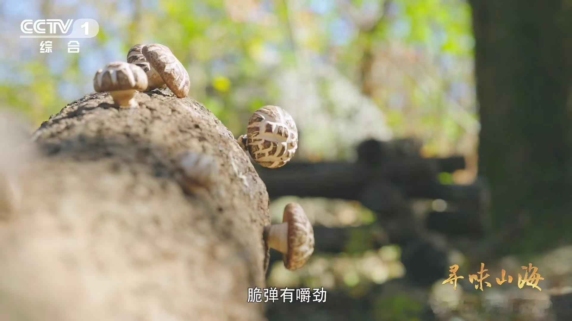 一种花菇可以有两种味道随州花菇能成香菇极品是有底气的！表面带着如花般的别致纹路